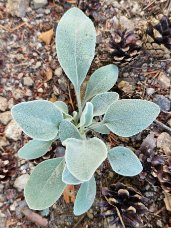 Inula verbascifolia